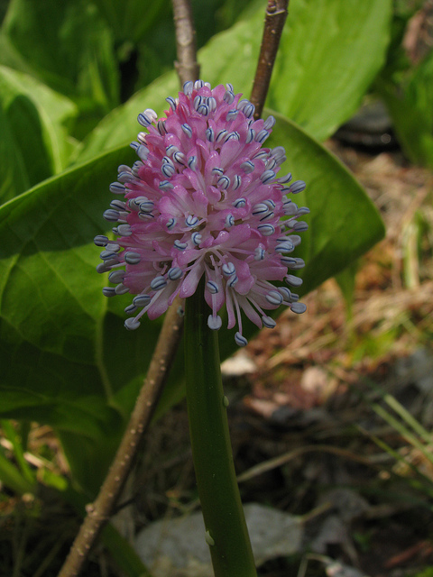 Helonias bullata