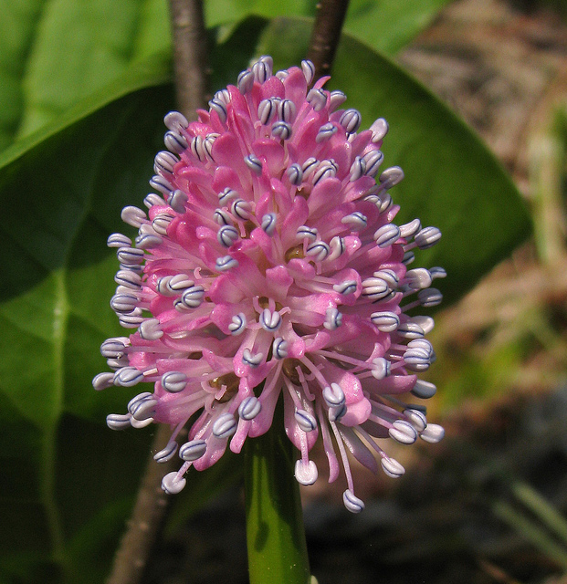Helonias bullata