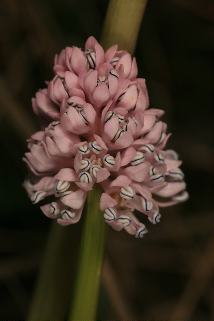 Helonias bullata