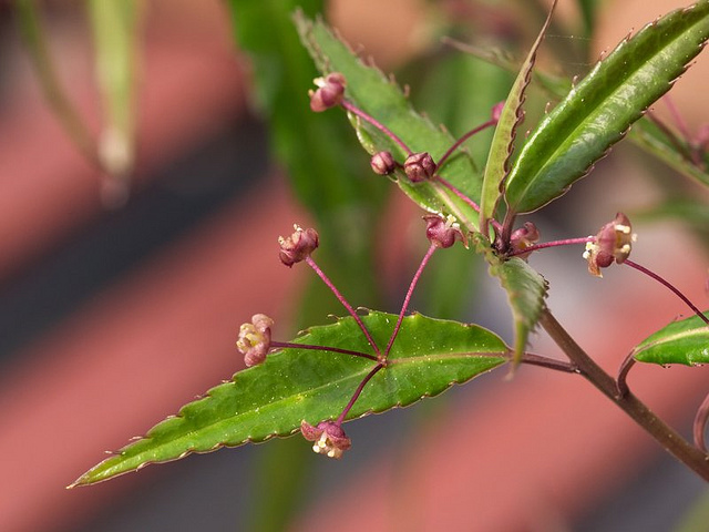 Helwingie de chine (Helwingia chinensis)