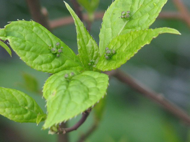 Helwingia japonica