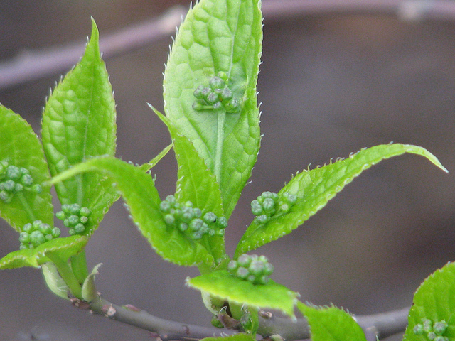 Helwingia japonica