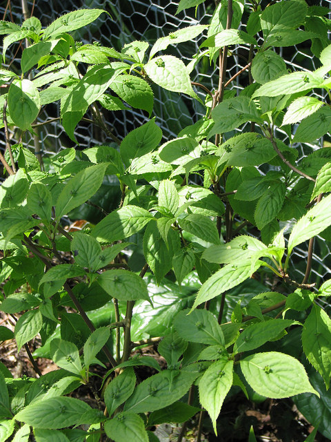 Helwingia japonica