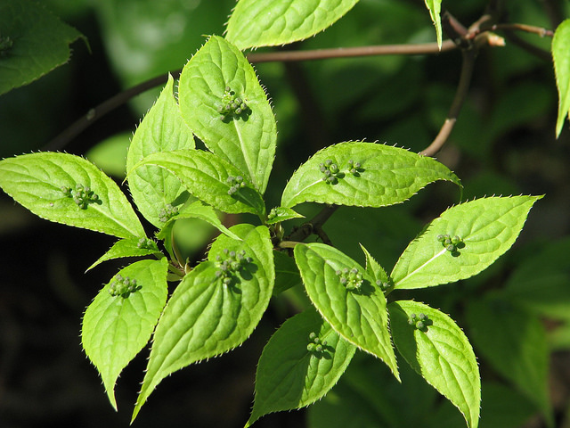 Helwingia japonica