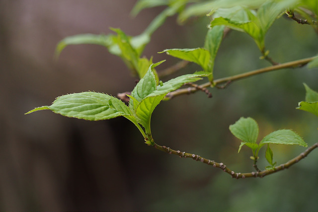 Helwingia japonica