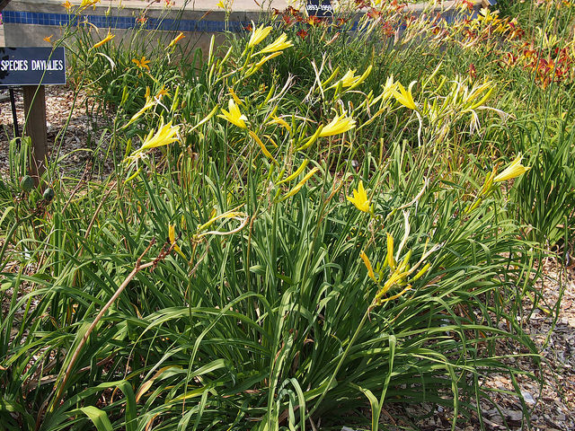 Hémérocalle citron (Hemerocallis citrina)