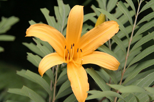 Hemerocallis esculenta