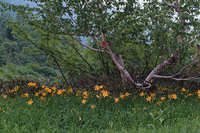 Hemerocallis esculenta (Hemerocallis dumortieri)