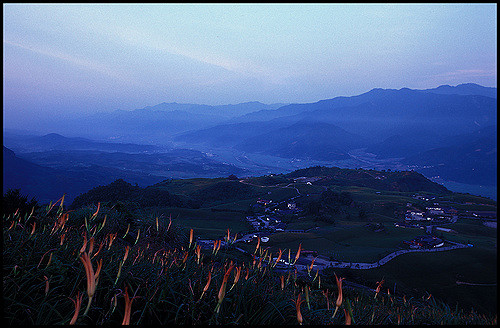 Hémérocalle fauve