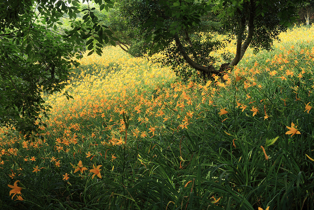 Hémérocalle fauve (Hemerocallis fulva)