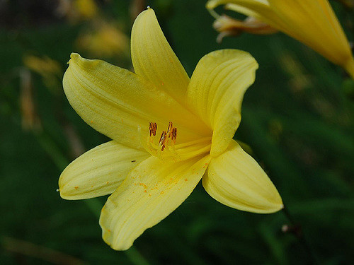 Hémérocalle jaune