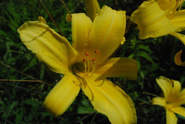 Hémérocalle jaune