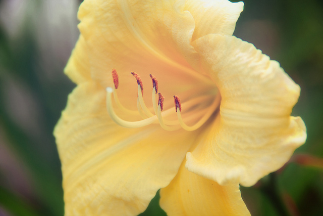 Hémérocalle jaune (Hemerocallis lilioasphodelus)