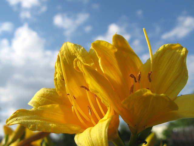 Hémérocalle de sibérie (Hemerocallis middendorffii)