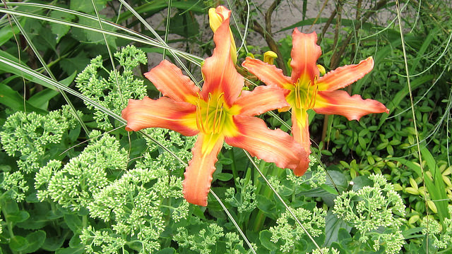 Hemerocallis minor (Hemerocallis minor)