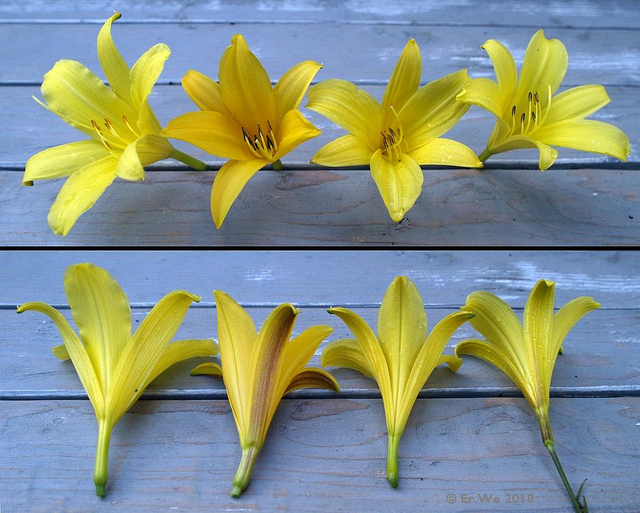 Hemerocallis minor