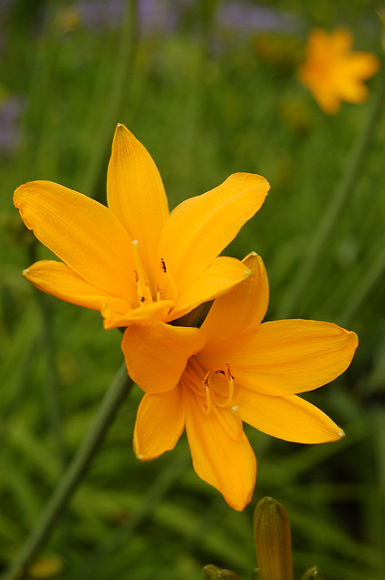 Hemerocallis minor