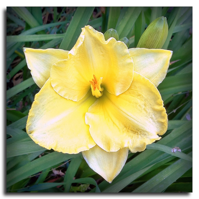 Hemerocallis minor