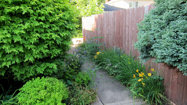 Hemerocallis thunbergii