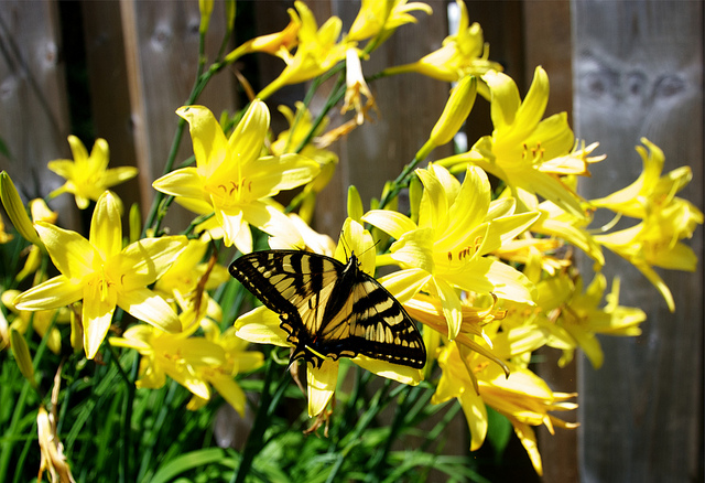 Hemerocallis thunbergii (Hemerocallis thunbergii)