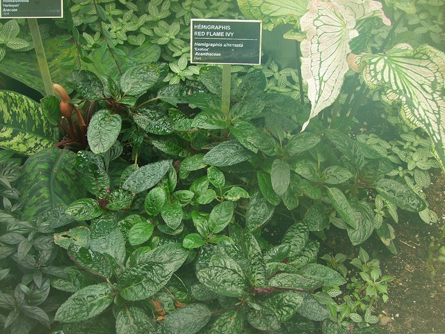 Hemigraphis alternata