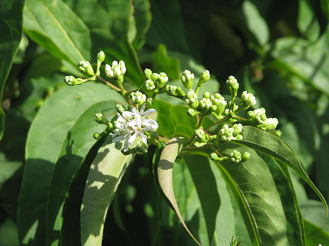 Heptacodion de chine (Heptacodium miconioides)