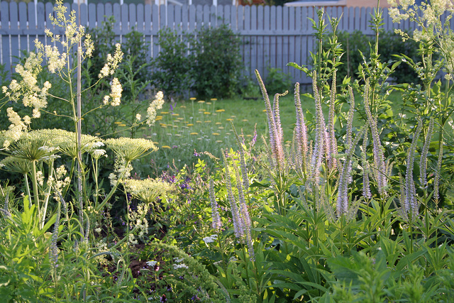 Berce de sibérie (Heracleum sibiricum)