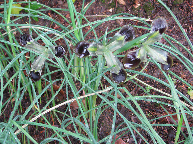 Iris des serpents (Hermodactylus tuberosus)