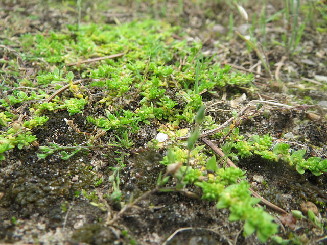 Turquette