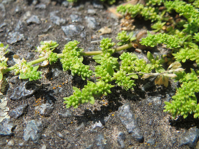 Turquette (Herniaria glabra)