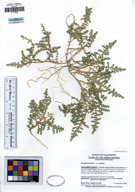 Herniaire hirsute (Herniaria hirsuta)