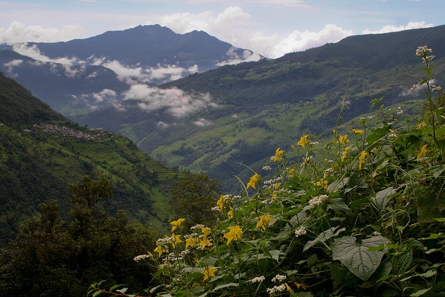 Herpetospermum pedunculosum