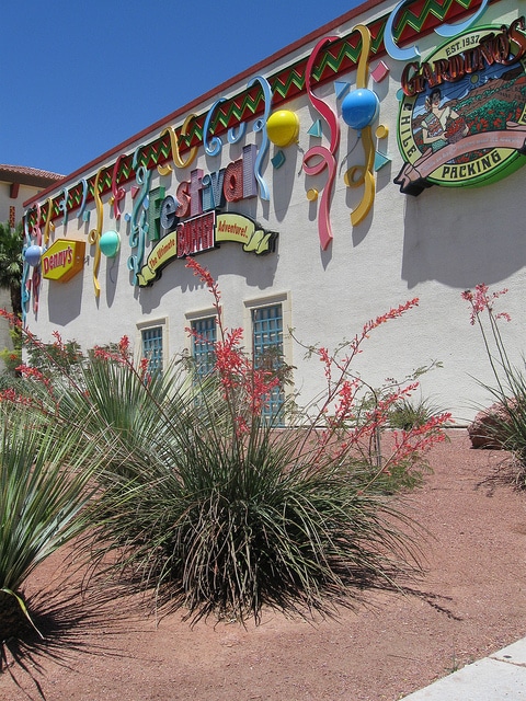 Hesperaloe parviflora