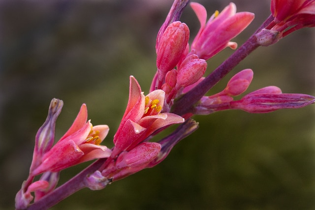 Hesperaloe parviflora