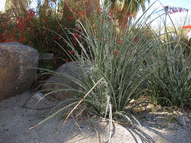 Hesperaloe parviflora