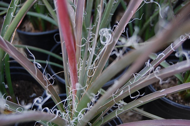 Hesperaloe parviflora