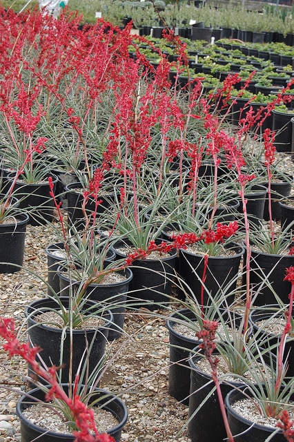 Hesperaloe parviflora