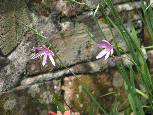 Hesperantha baurii