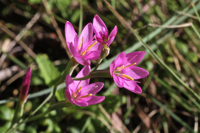 Hesperantha baurii (Hesperantha baurii)