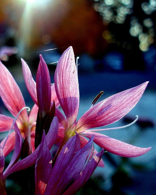 Lis des cafres (Hesperantha coccinea)
