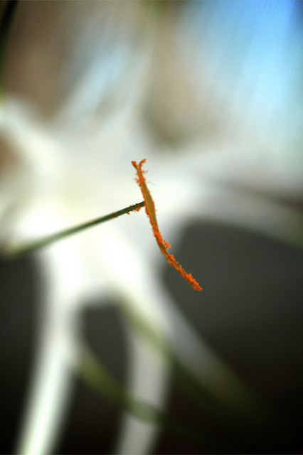 Hesperocallis undulata (Hesperocallis undulata)