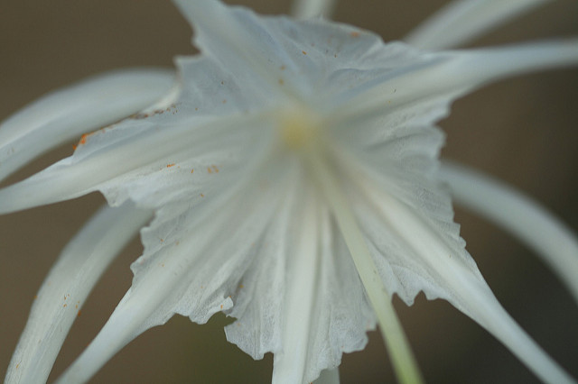 Hesperocallis undulata