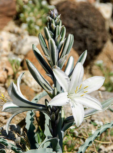 Hesperocallis undulata