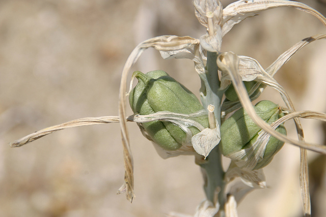 Hesperocallis undulata