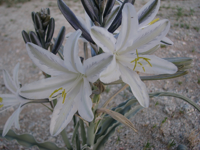 Hesperocallis undulata