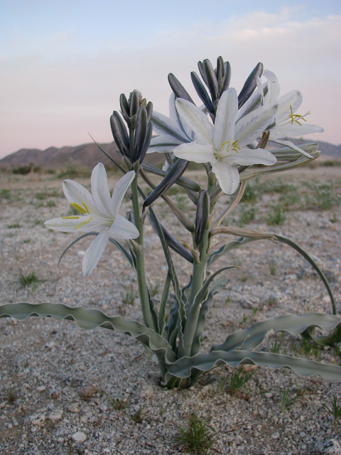Hesperocallis undulata