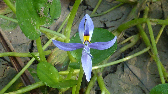 Hétéranthère des marais (Heteranthera limosa)