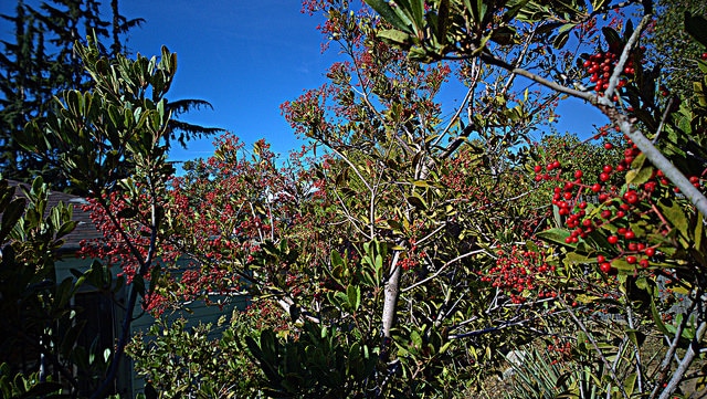 Heteromeles arbutifolia