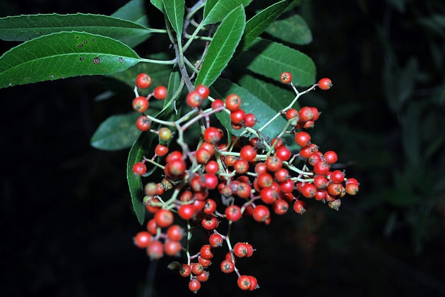 Heteromeles arbutifolia