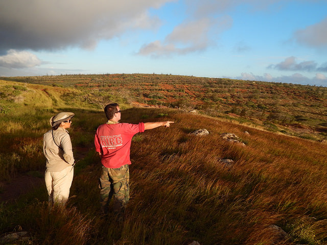 Andropogon (Heteropogon contortus)